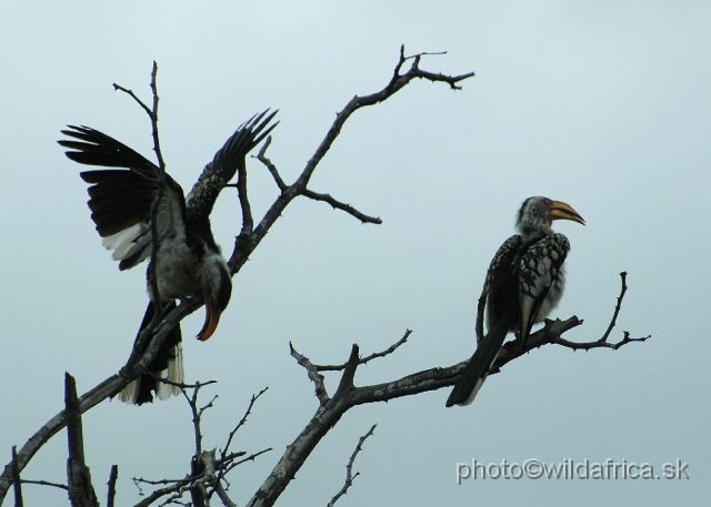 puku rsa 170.jpg - Southern Yellow-billed Hornbill (Tockus leucomelas)